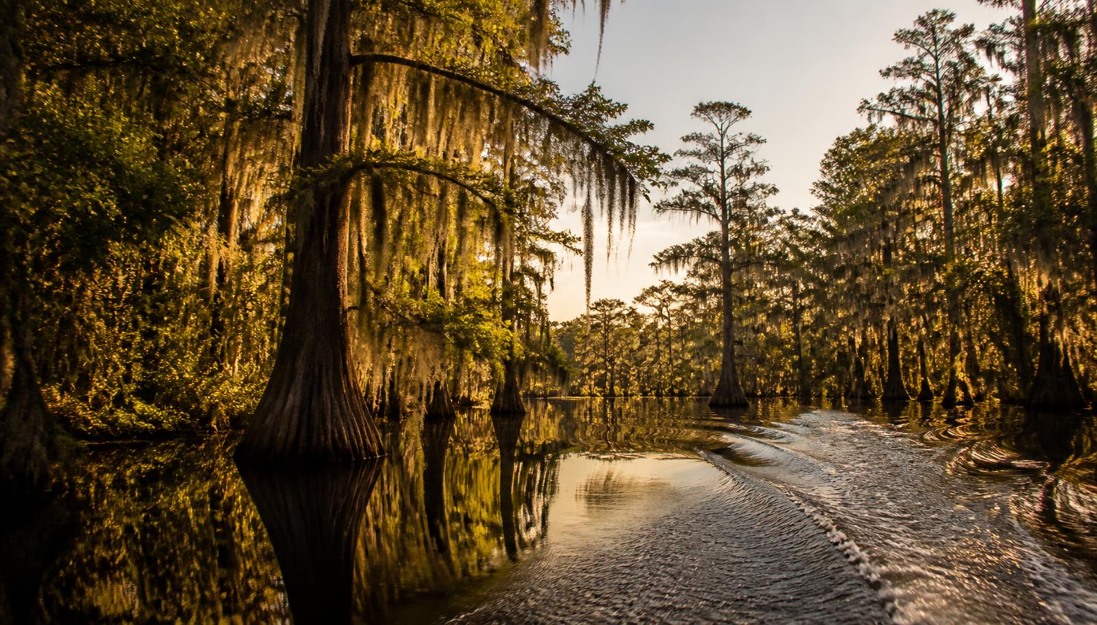Bald cypress trees draped in Spanish moss rising from still bayou water at golden hour, with a boat wake in the foreground
